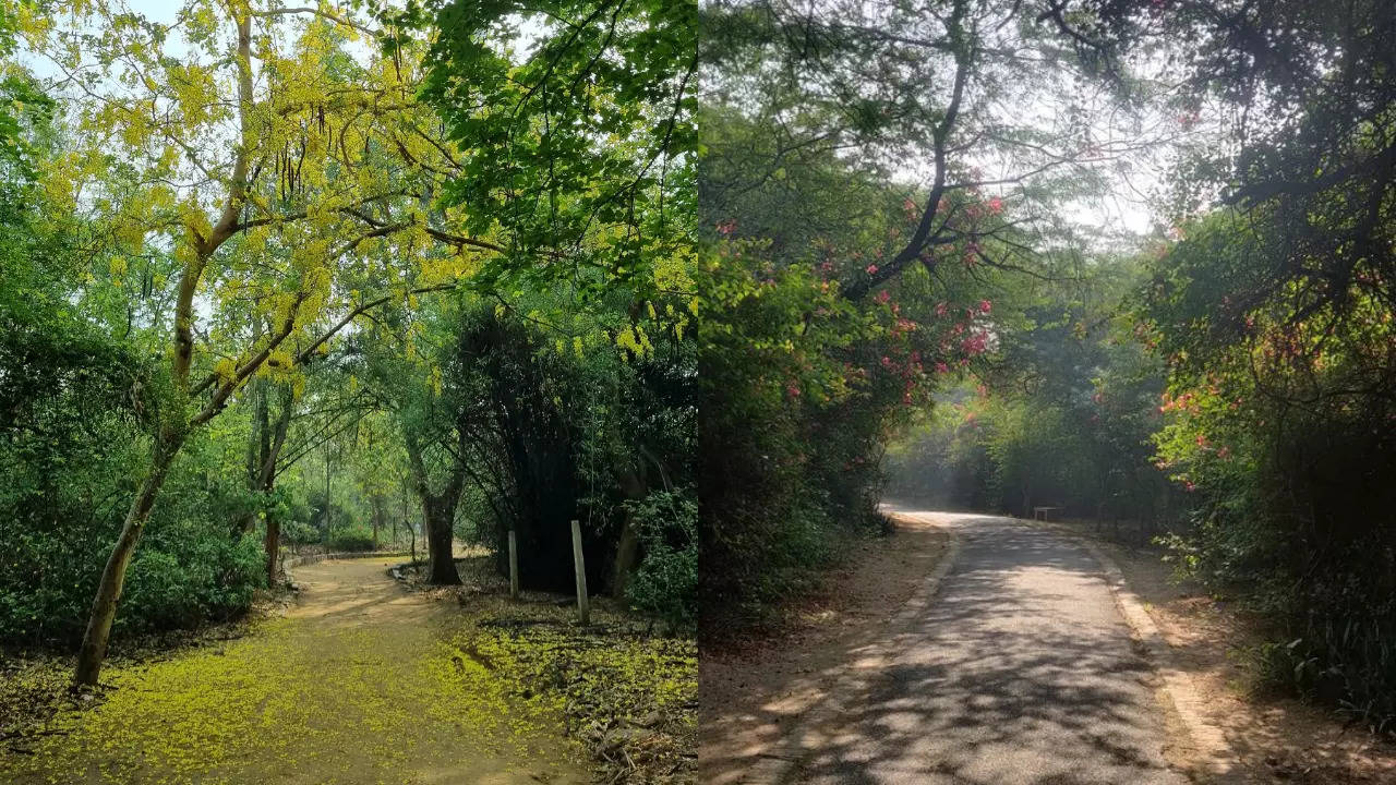 5 hidden forests in Delhi