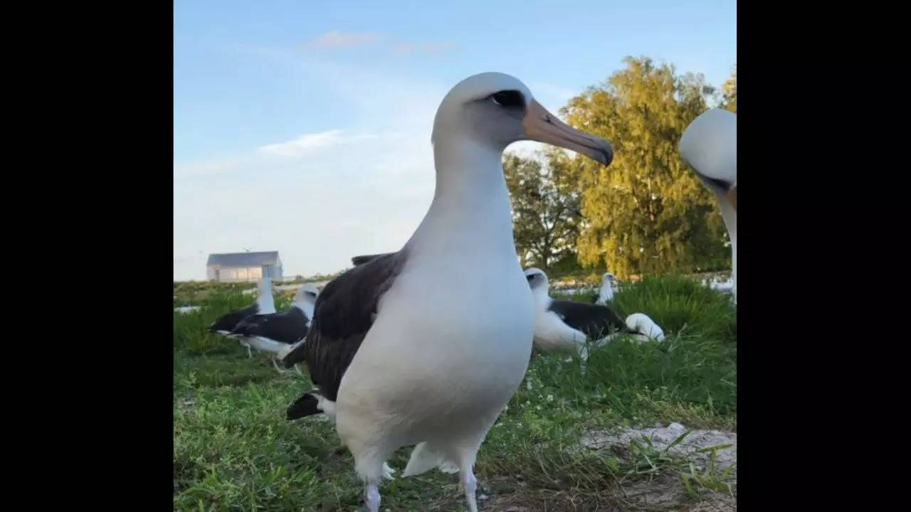 Laysan albatross