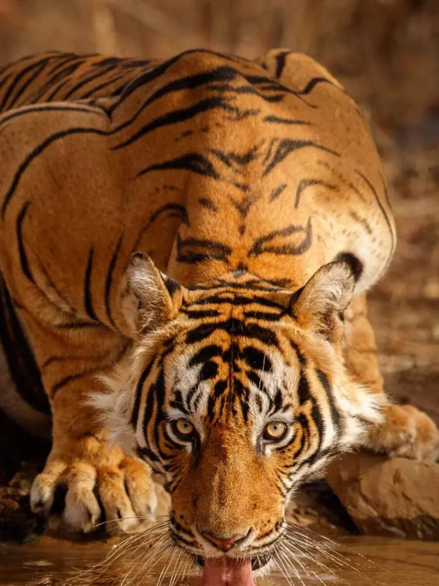 Comedy Wildlife Photography Awards 2022: Funniest pics Times Now