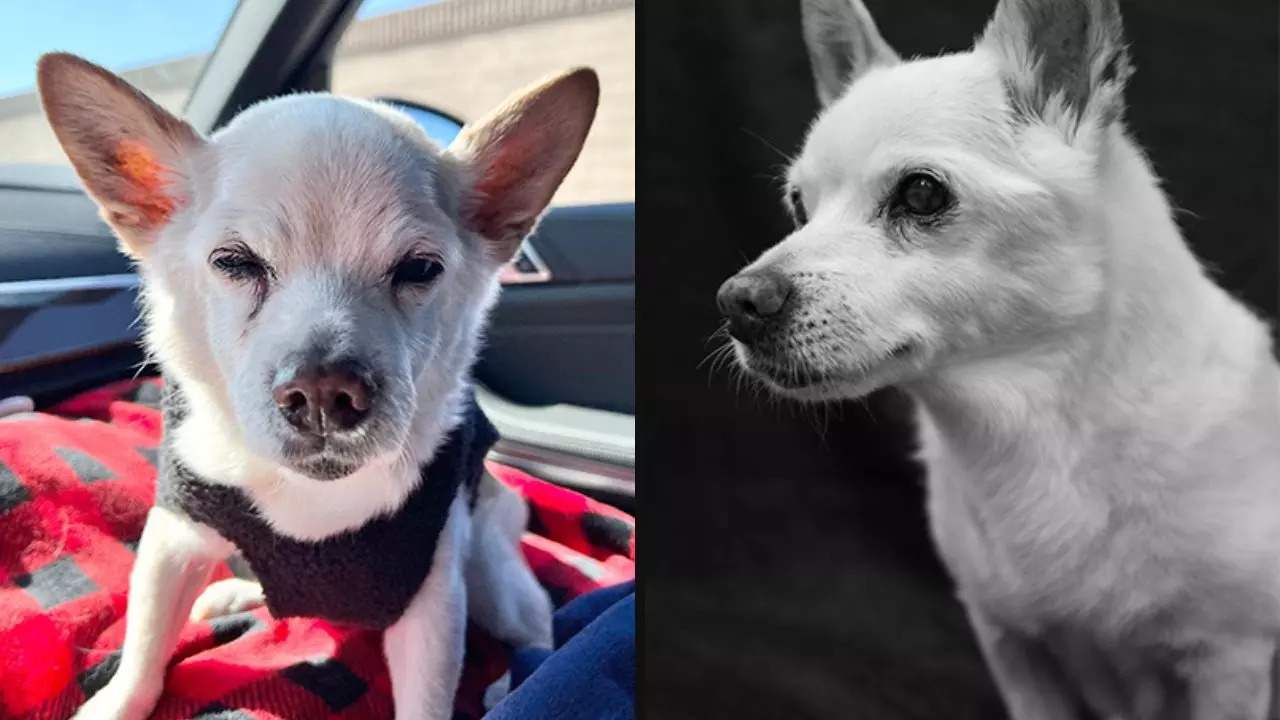 Gino, a 22-year-old Chihuahua mix, has been crowed the world's oldest living dog | Picture courtesy of Guinness World Records