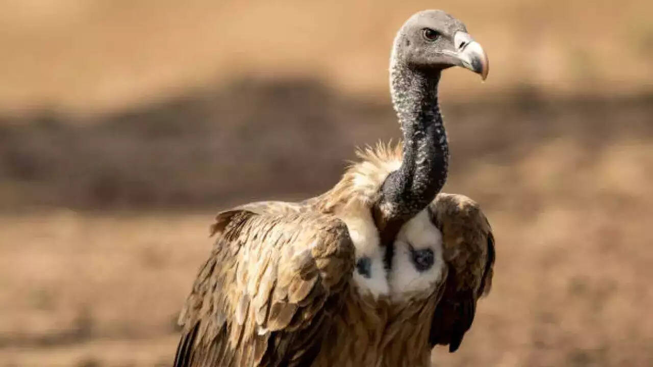 On the verge of extinct: Vultures disappear from Ahmedabad city ...