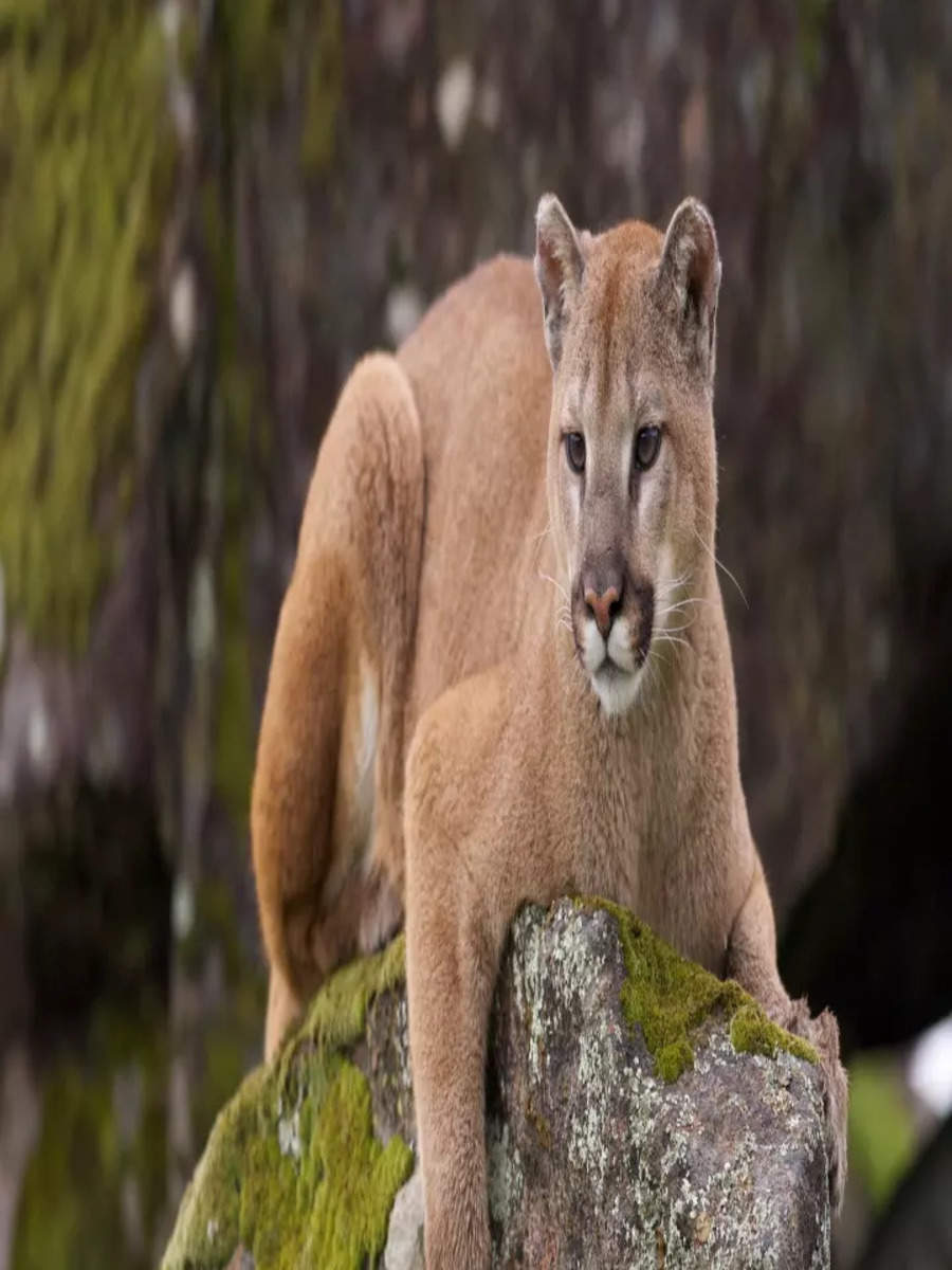 Los Angeles: 'Celebrity' mountain lion captured after attacking pet ...