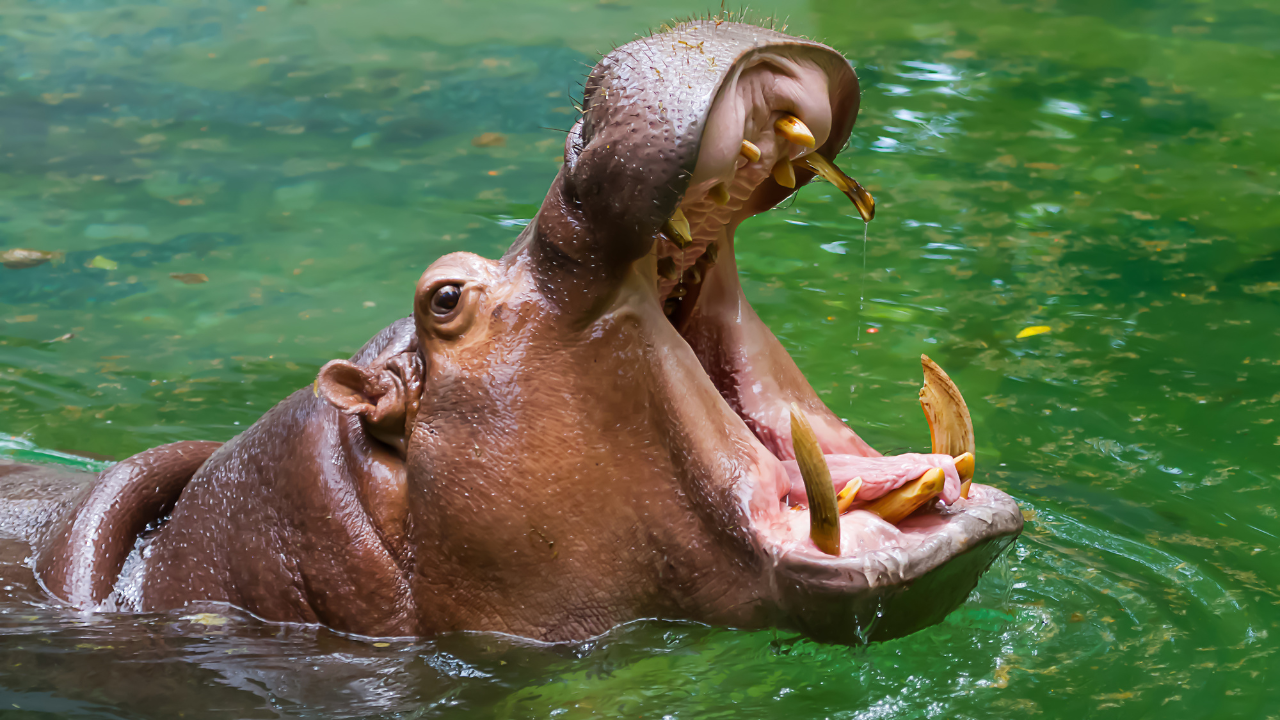 Hippo swallows 2-year-old boy, spits him out alive