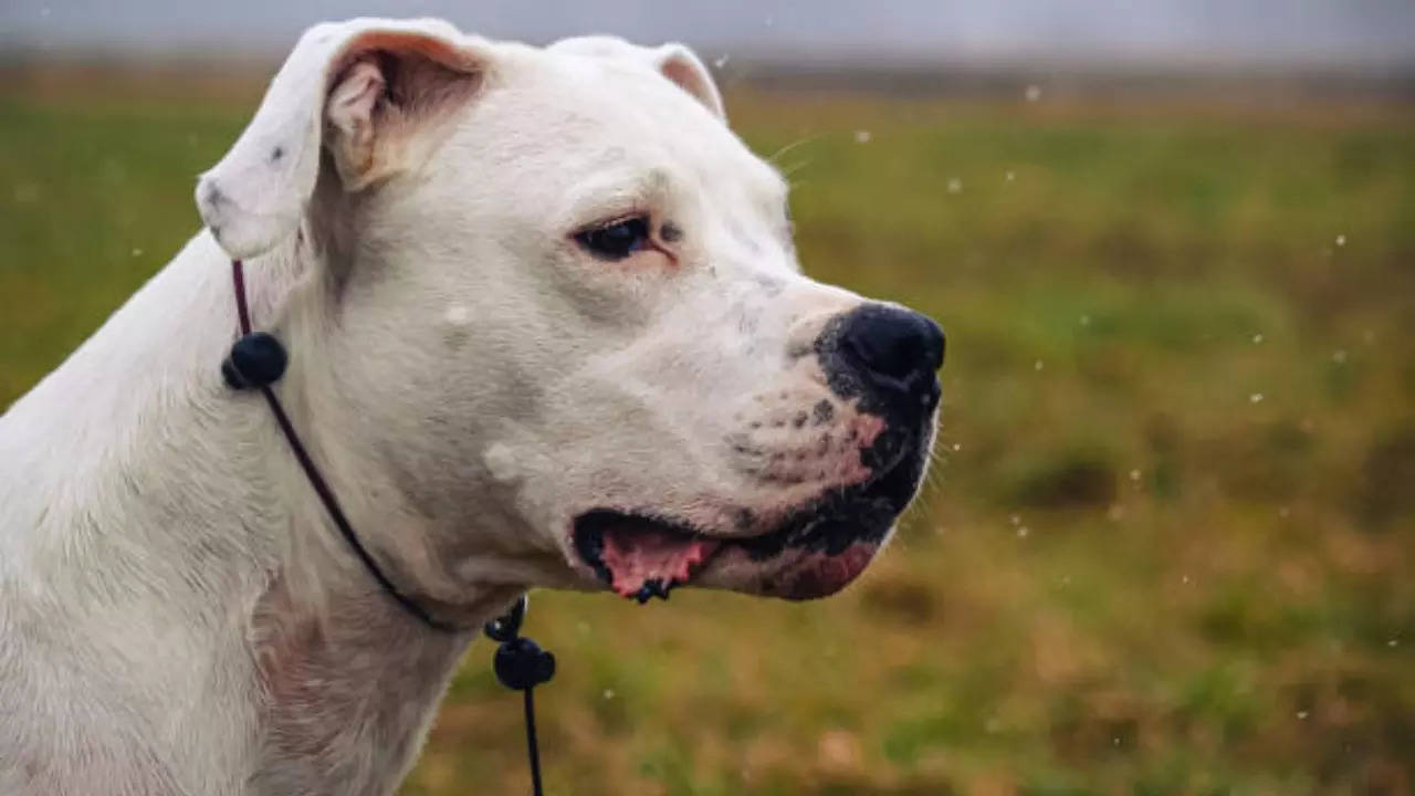 Dogo Argentino