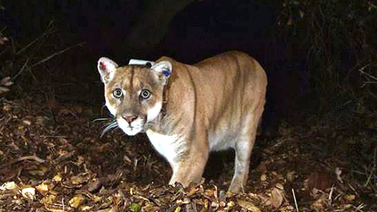 Celebrity mountain lion, P-22