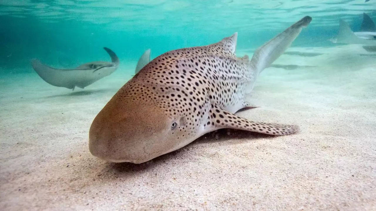 Genetic testing revealed that the zebra shark's pups were born via parthenogenesis | Picture courtesy: Shedd Aquarium