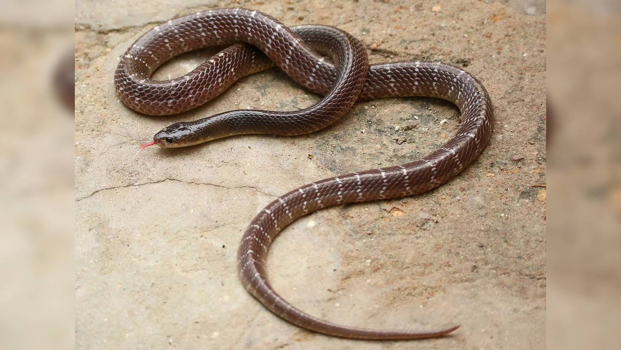 Karnataka Boy bitten by snake dies due to long ambulance wait