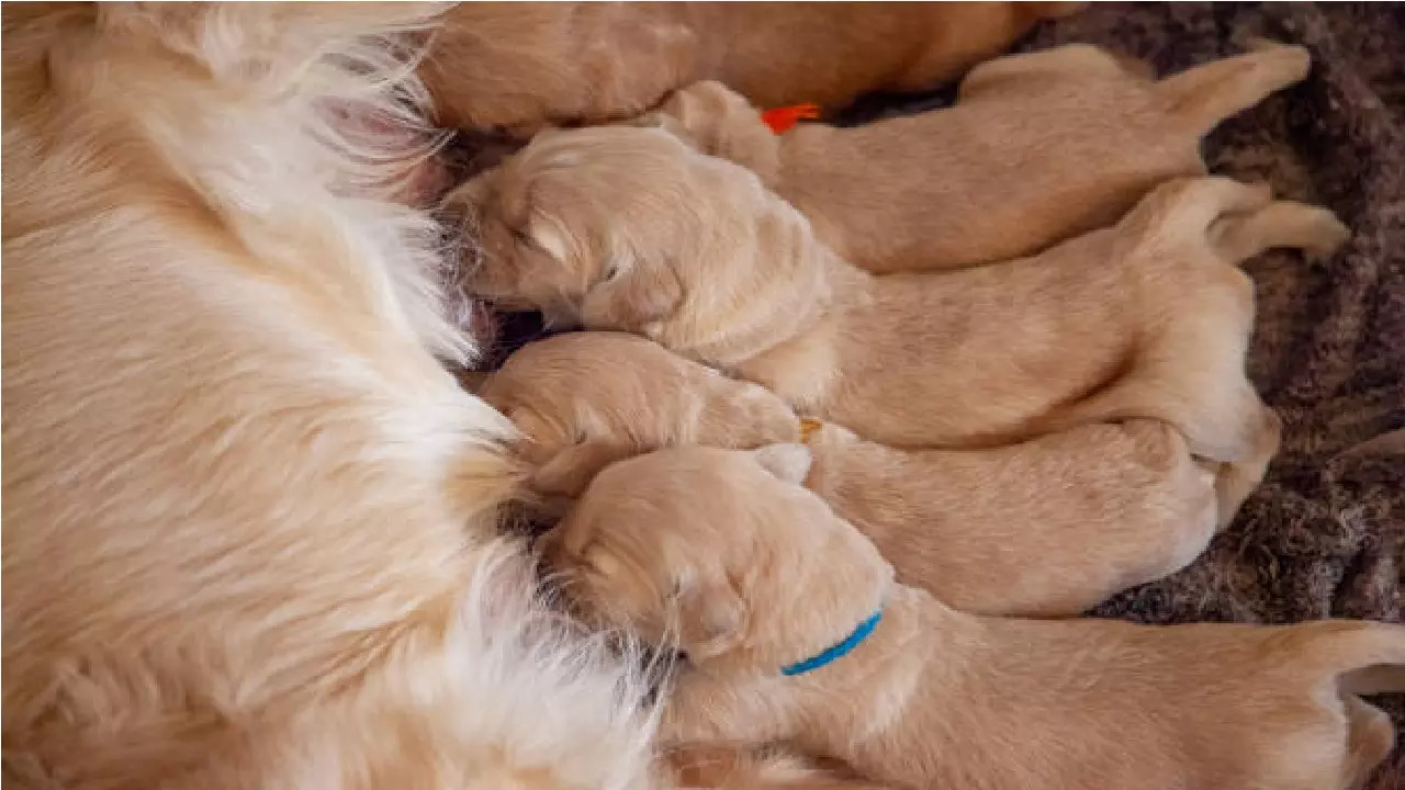 Police have now taken out the carcass of the puppies and sent them for post-mortem. (Representative image)