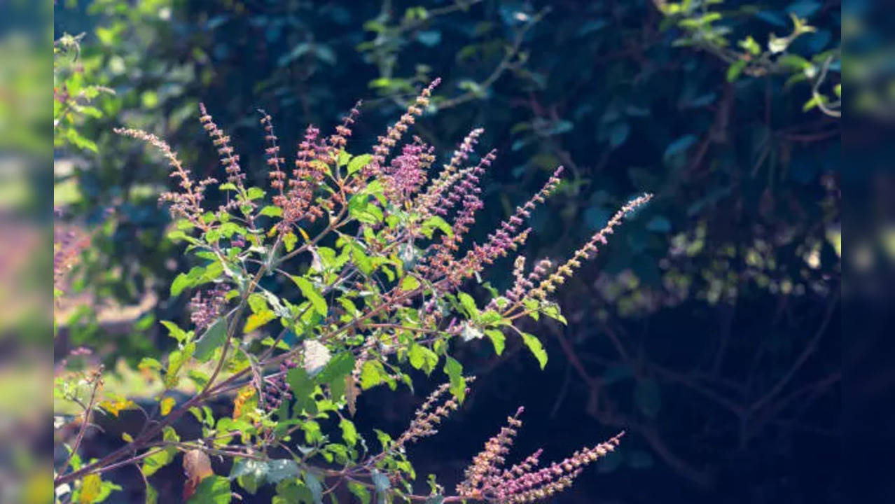 Tulsi Pujan