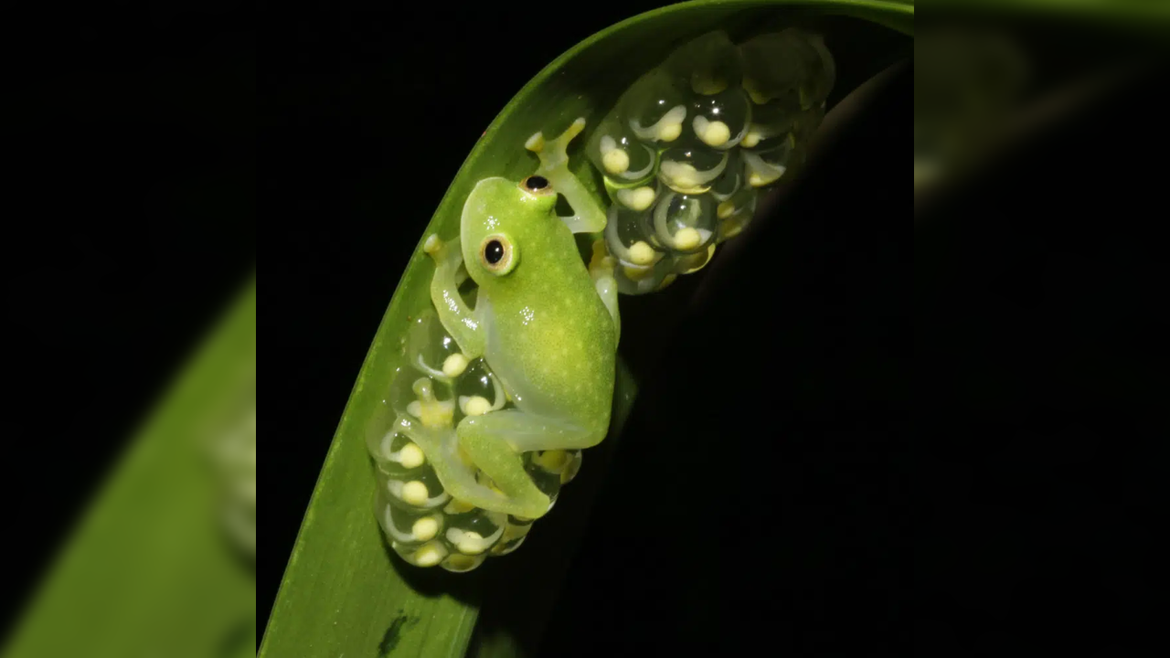 Transparent Frog