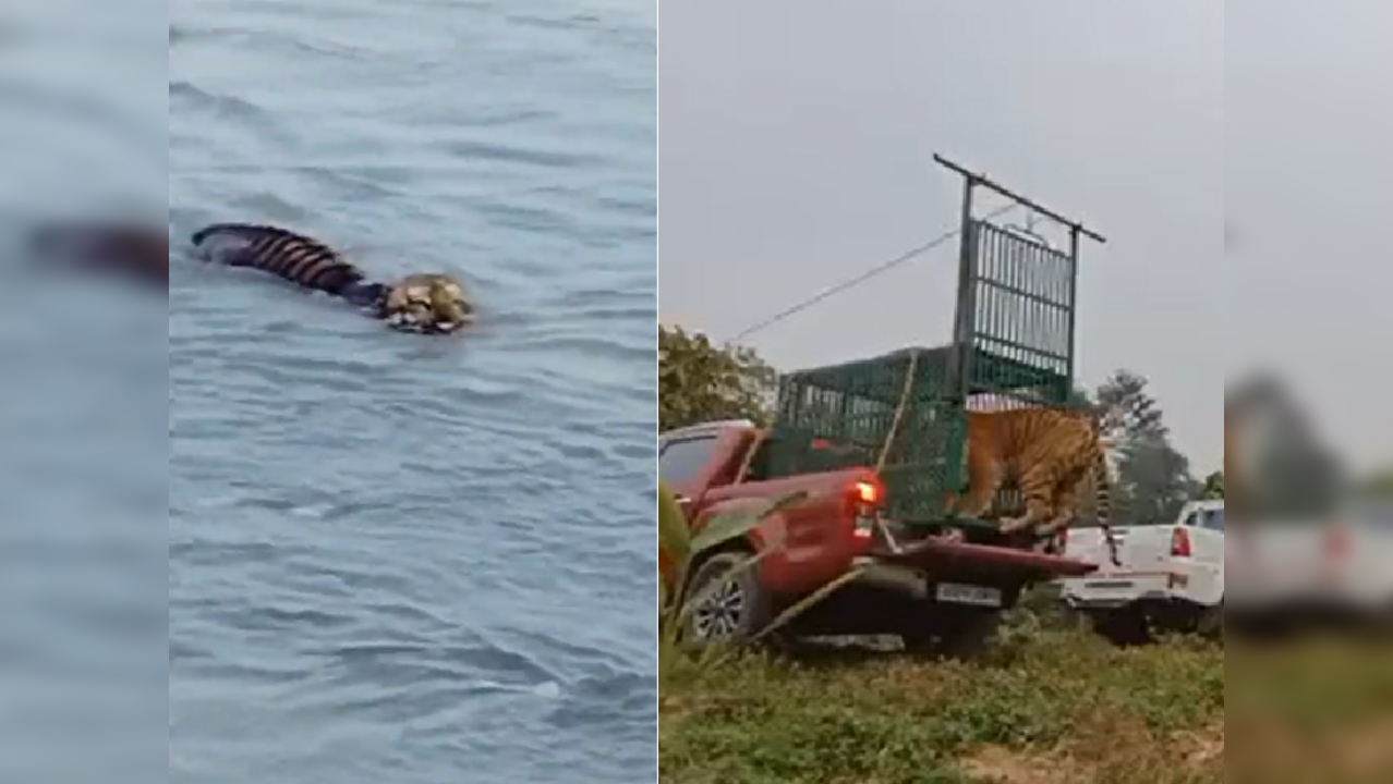 Tiger recapture after downstream swim