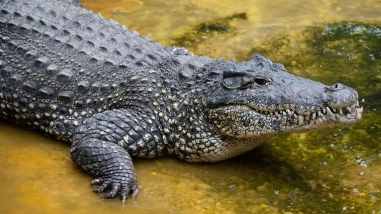 The crocodile was hatched at the Smithsonian's National Zoo and Conservation Biology Institute as part of a breeding program in 2012