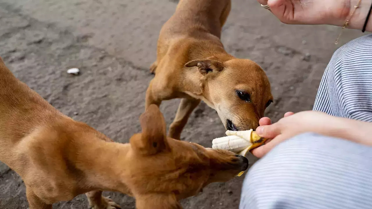 street dogs