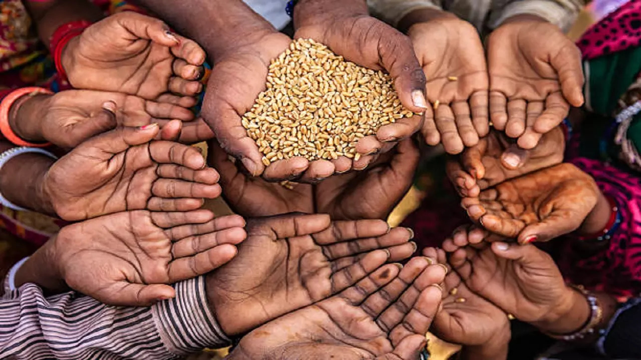 istockphoto-food grain