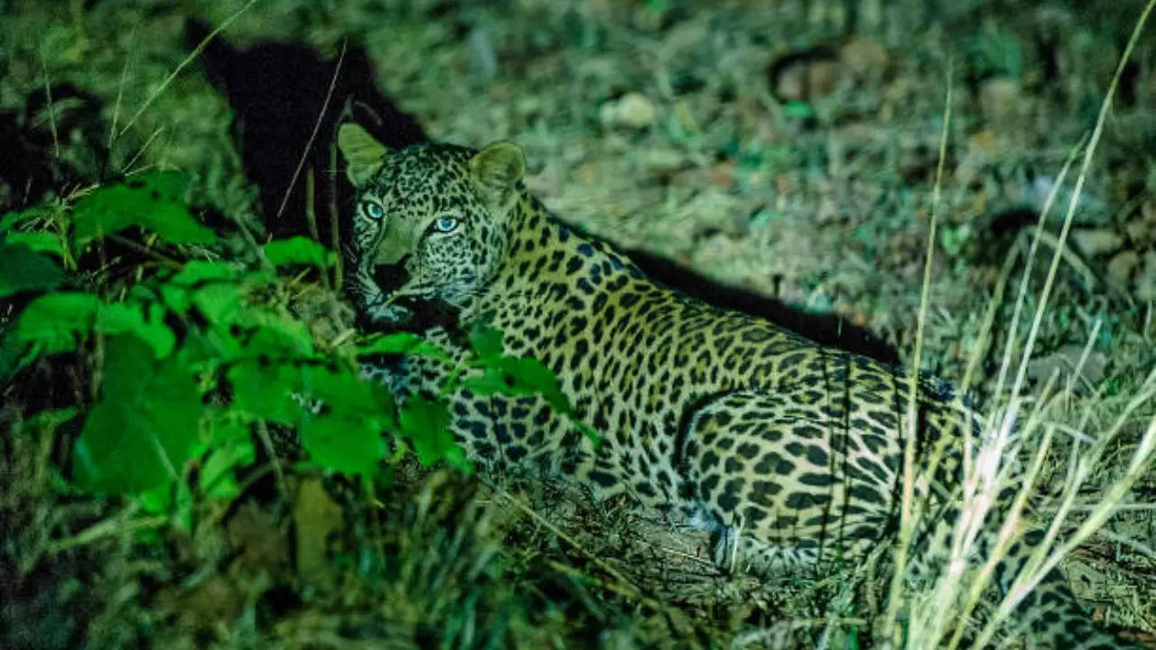 Jharkhand deploys Hyderabad-based hunter Nawab Shafath Ali Khan to catch leopard that killed 4 kids