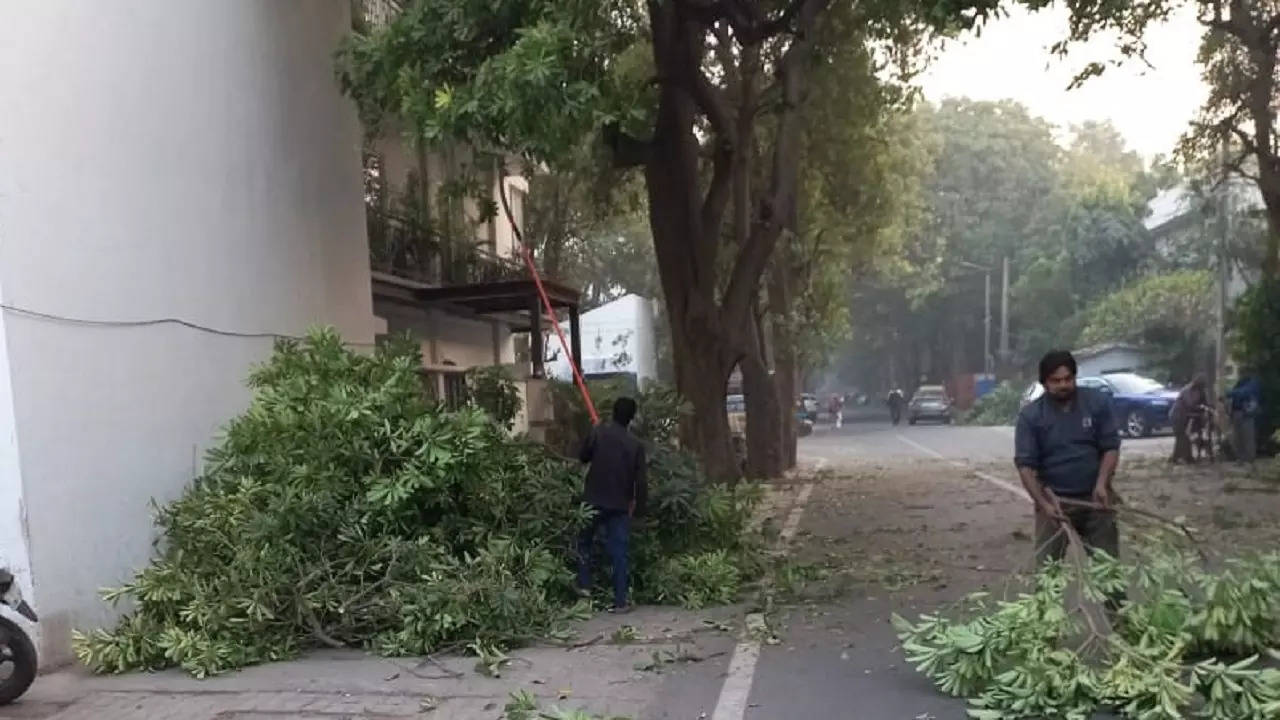 Vsant Vihar tree pruning