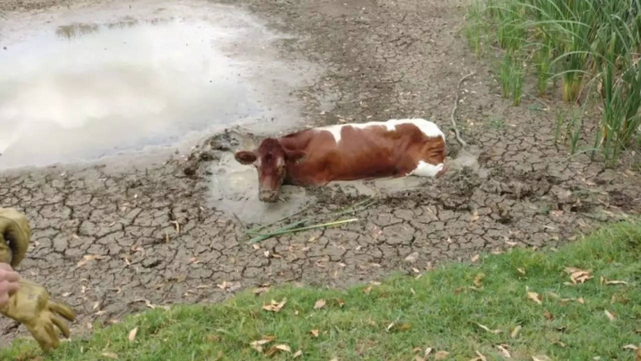 Firefighters said they rescued the loose cow from mud in a university's dam less than 24 hours she got lost at a shopping centre near Sydney | Picture courtesy of Fire and Rescue NSW