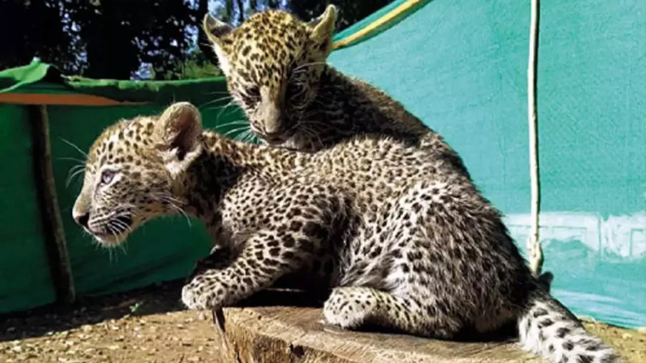 Two cubs were caught on a camera trap a few days ago.