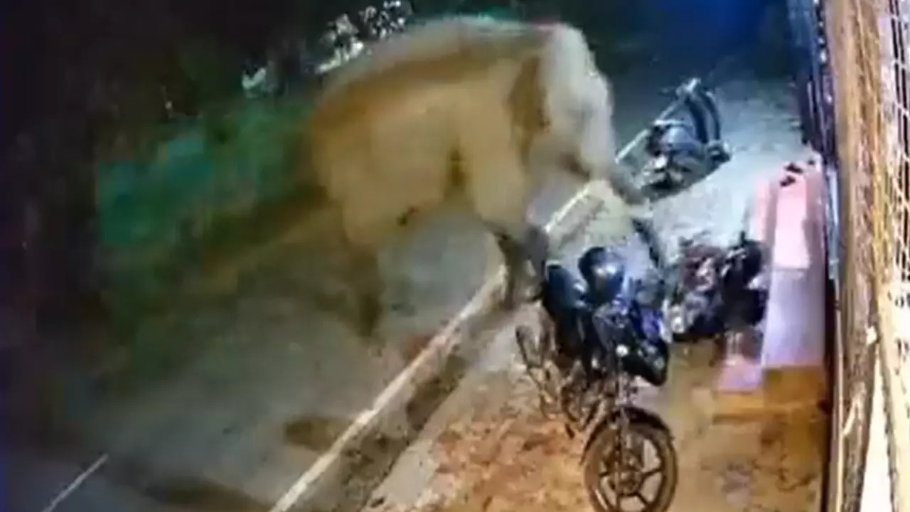 Bengaluru: Bengaluru: ‘Undercover cop?’ ask netizens as traffic police share video of Elephant hitting bike parked on road