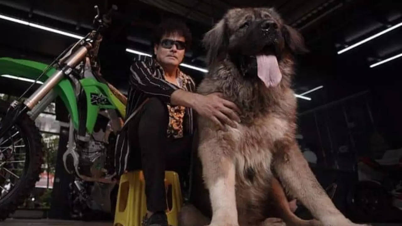 This Bengaluru breeder bought a dog for Rs 20 crores! Mulls a big event to  introduce the doggo to city