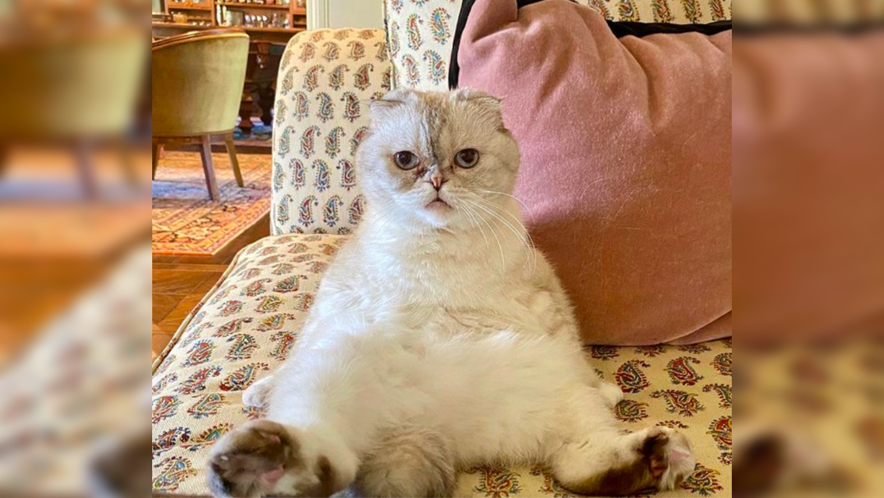 Oh my gosh! Taylor Swift's cat becomes world's 3rd wealthiest pet with $97 million net worth