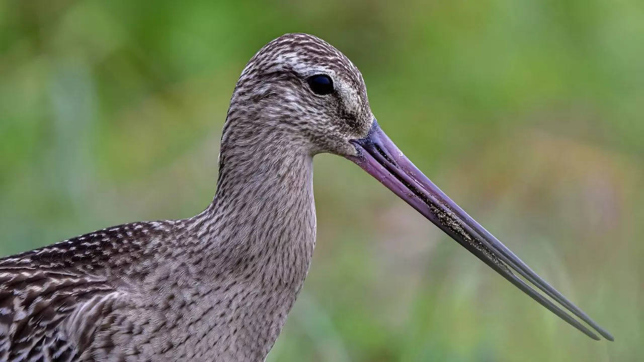 A satellite-tagged bar-tailed godwit broke the Guinness World Record for the longest non-stop migration by a bird when it flew nearly 13,575 km from Alaska to Tasmania | Representative image courtesy of Pixabay