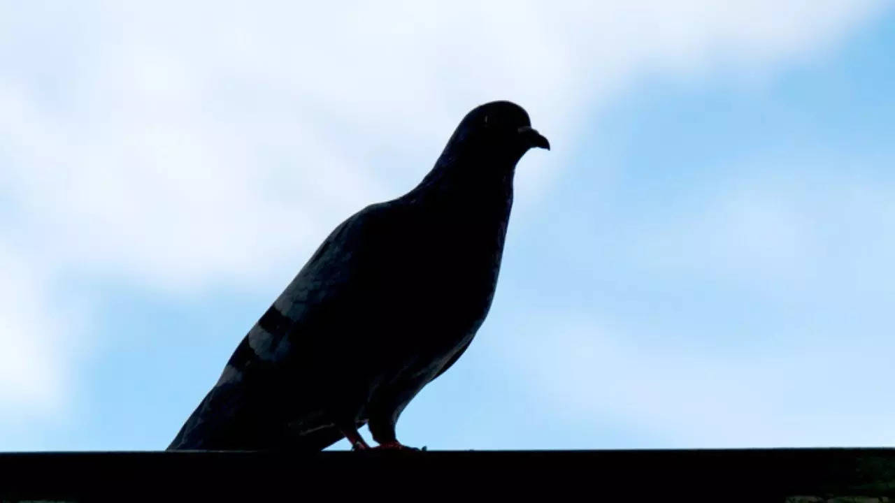 Prison officers in Canada's British Columbia said smugglers are turning back to 'old-school' methods of smuggling like using homing pigeons | Representative image