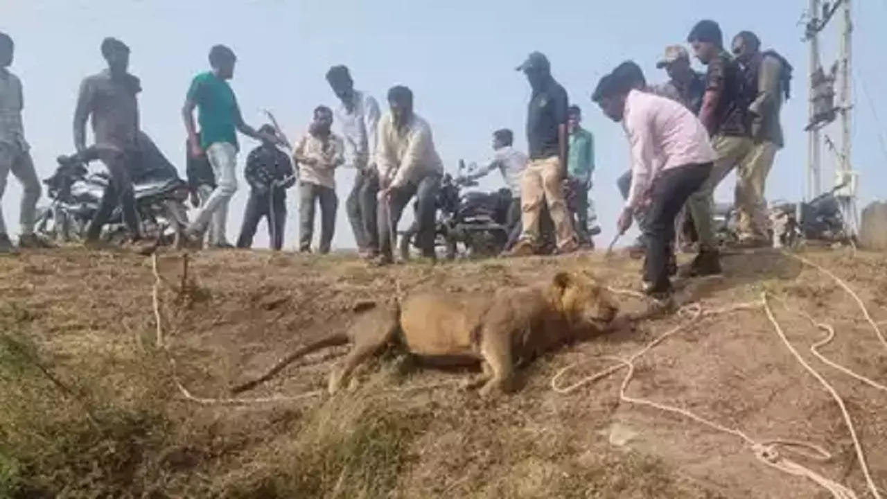 lions dead bccl