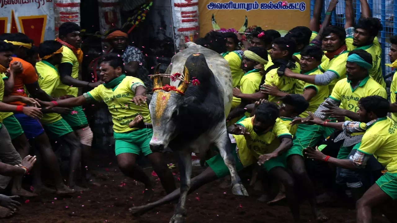 Jallikattu