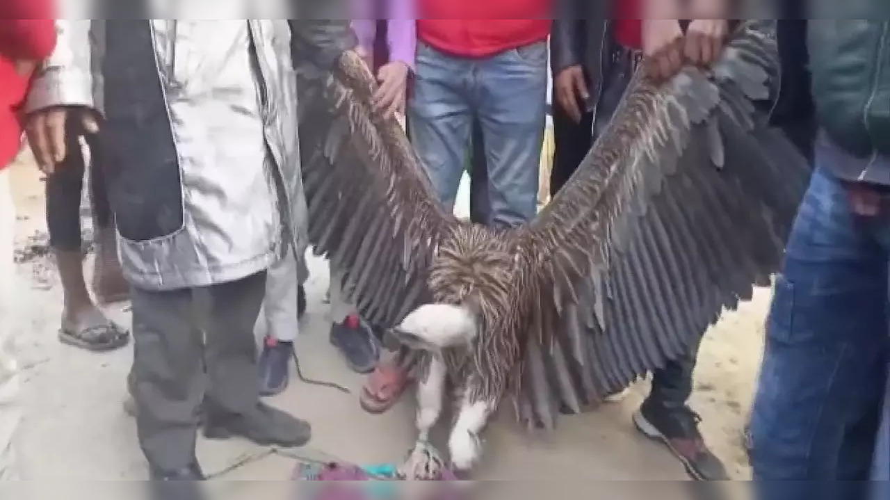 ​Vulture found in Kanpur