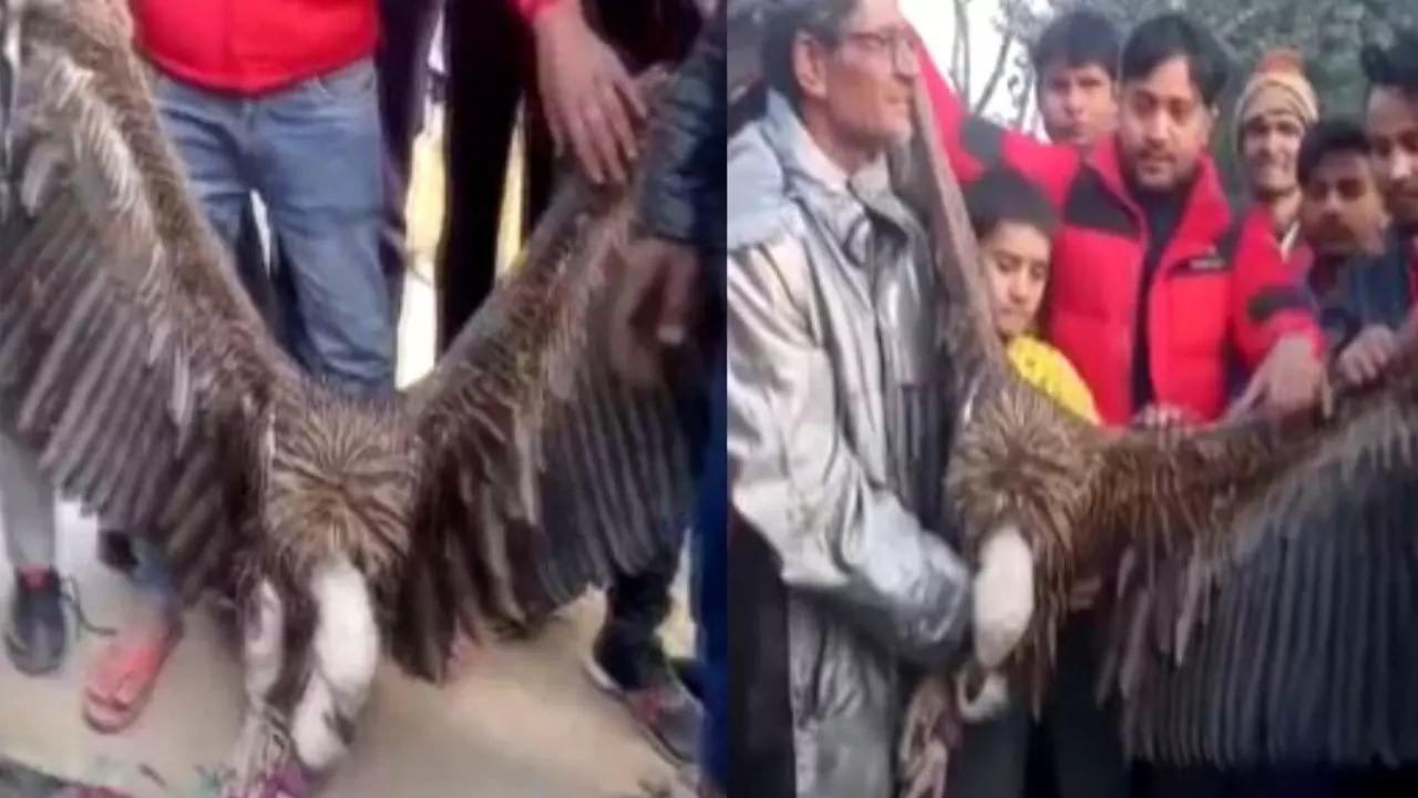 Himalayan-Griffon-Vulture-caught-in-UP