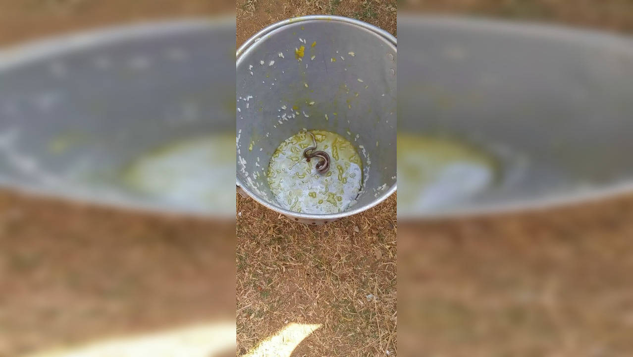 ​Snake found in mid-day meal