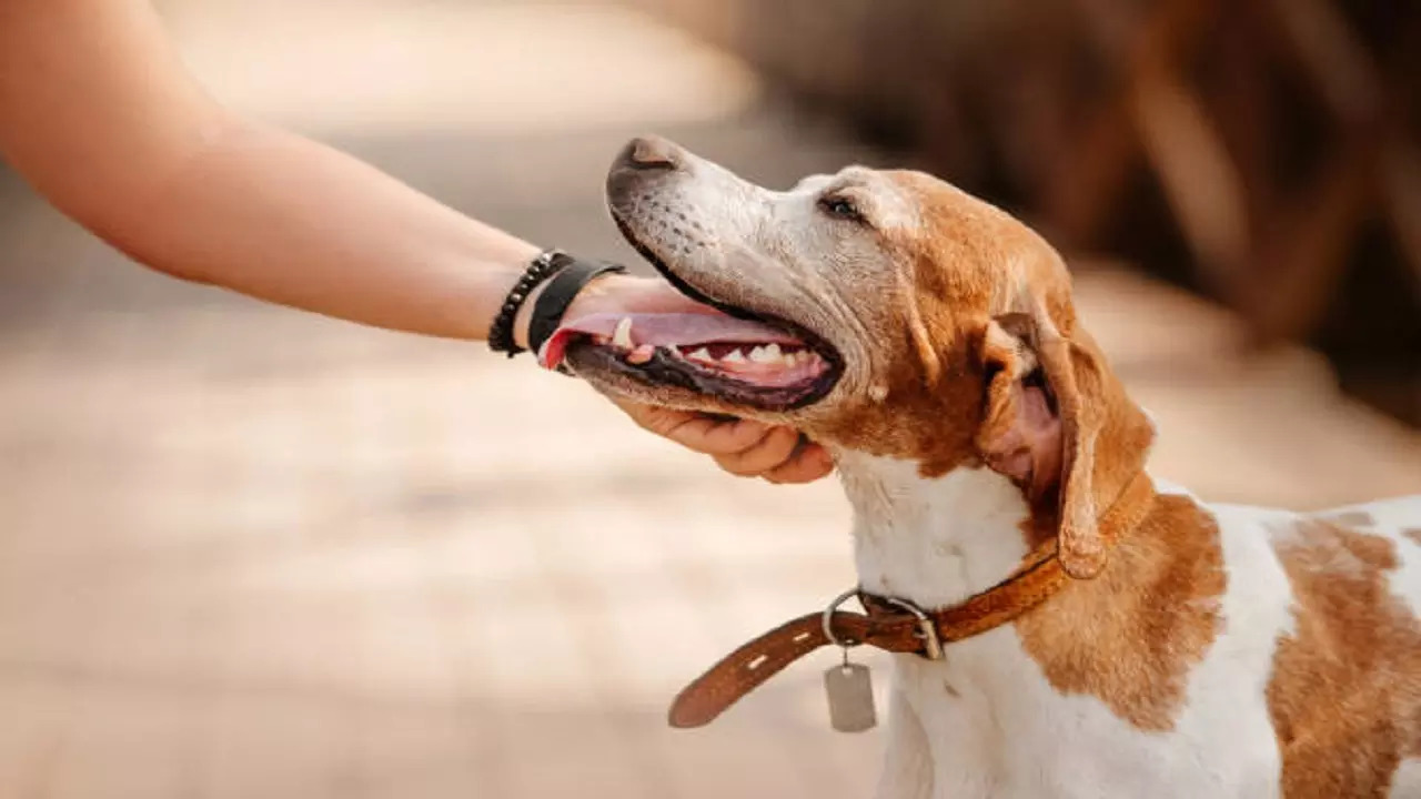 istockphoto-pet dog