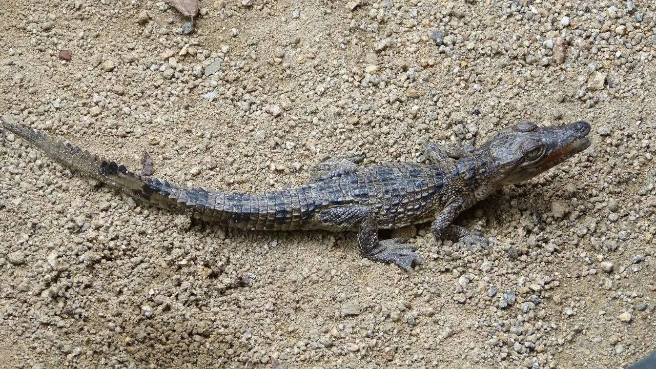 A crocodile about 1.2 feet in length was found in a box lying on a footpath in Mumbai | Image: Wikimedia Commons