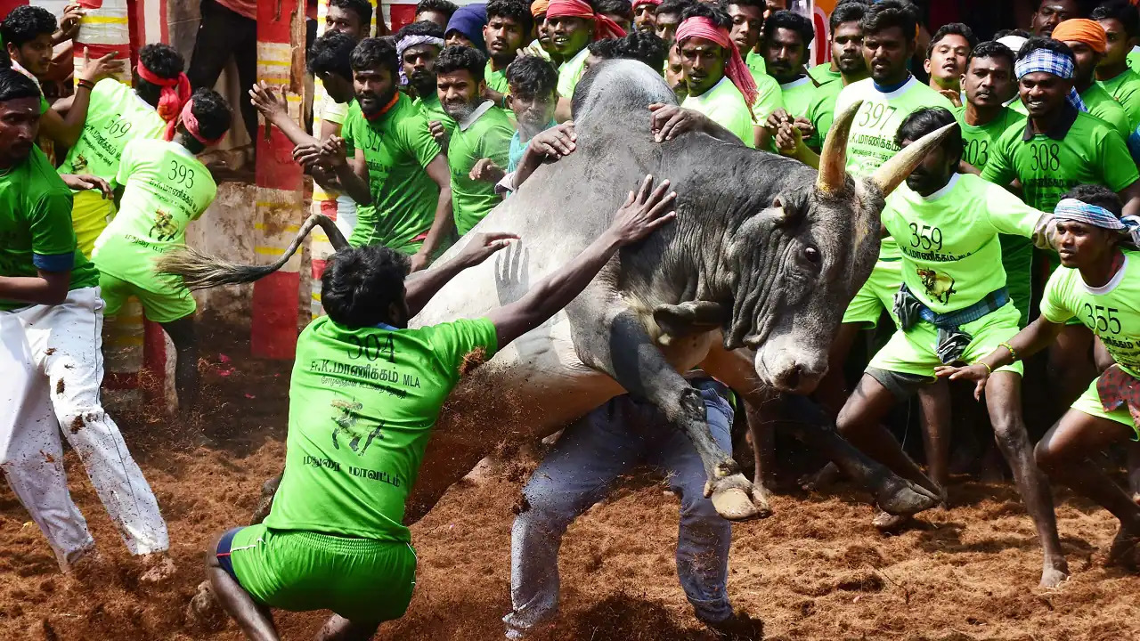 Palamedu Jallikattu in Madurai