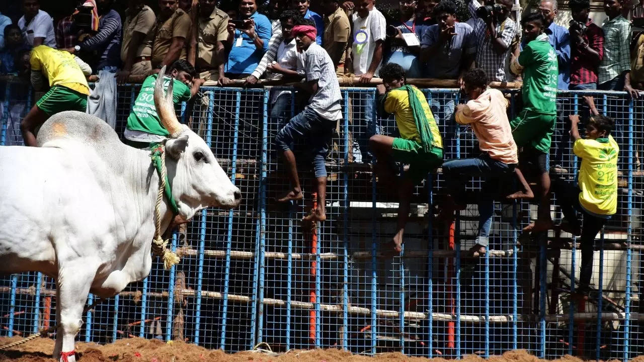 Jallikattu