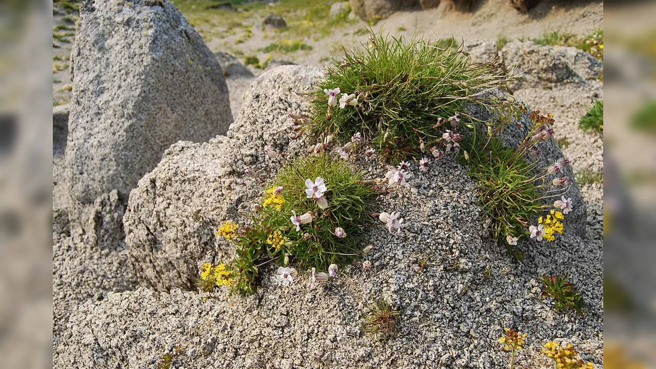 When a 32,000-year-old plant was brought back to life from ancient ...