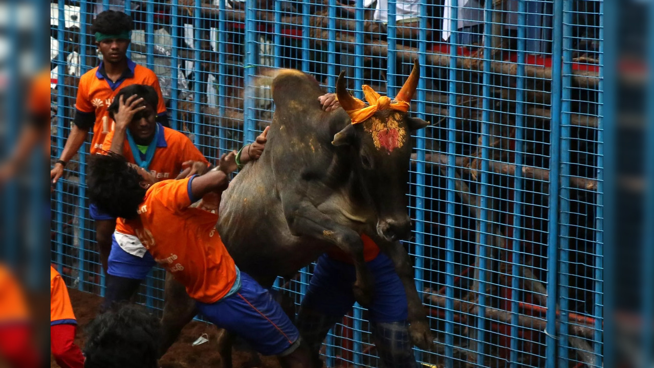 Jallikattu deaths in Tamil Nadu and Karnataka