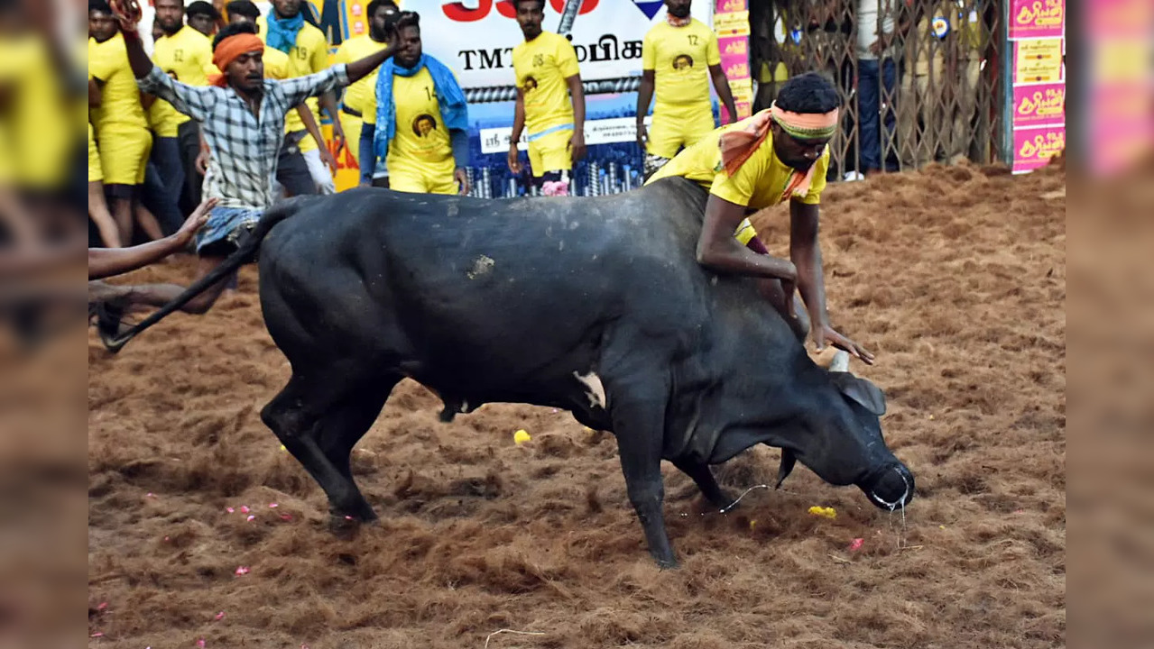 jallikattu tamil nadu