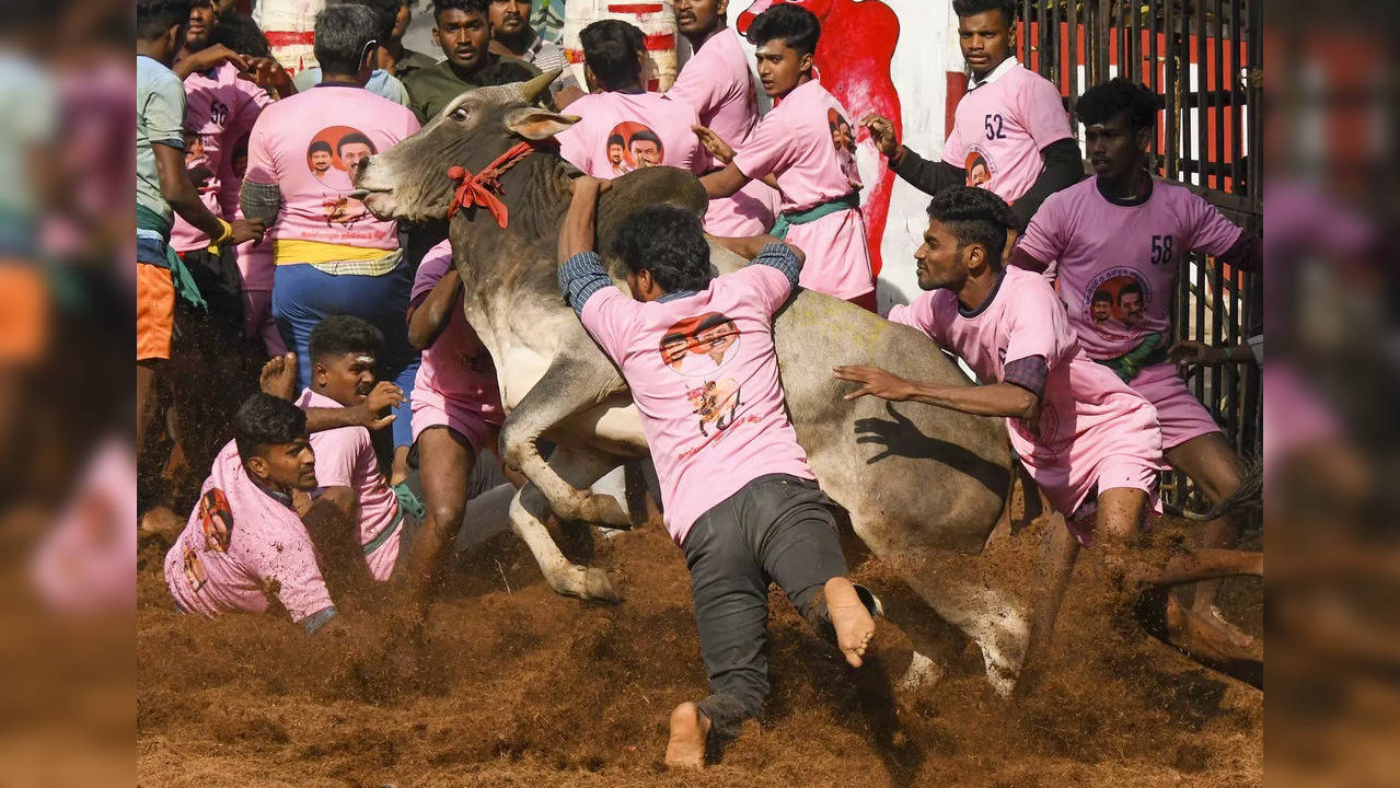 Jallikattu news