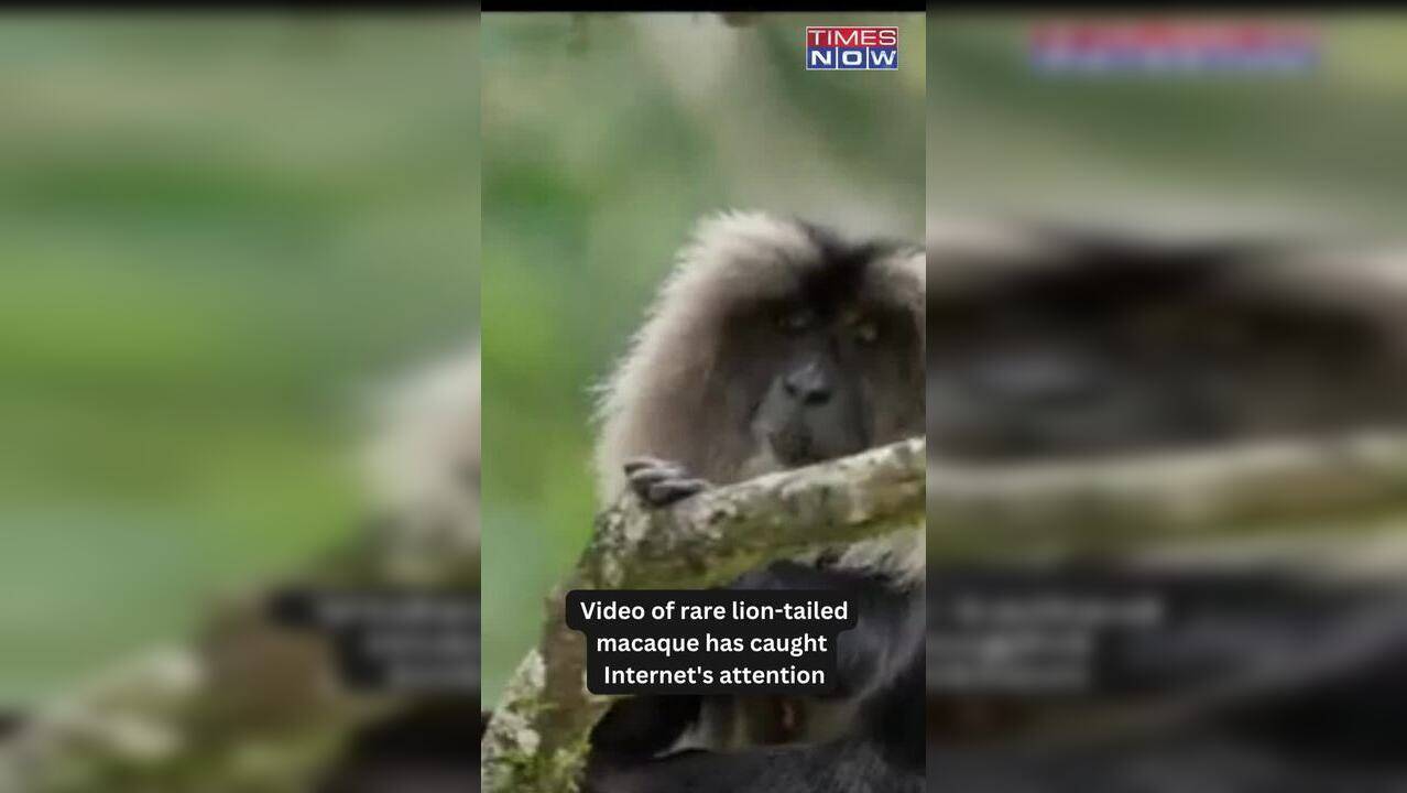 How a Tiny Monkey Fought a LION and Won Viral Fame!