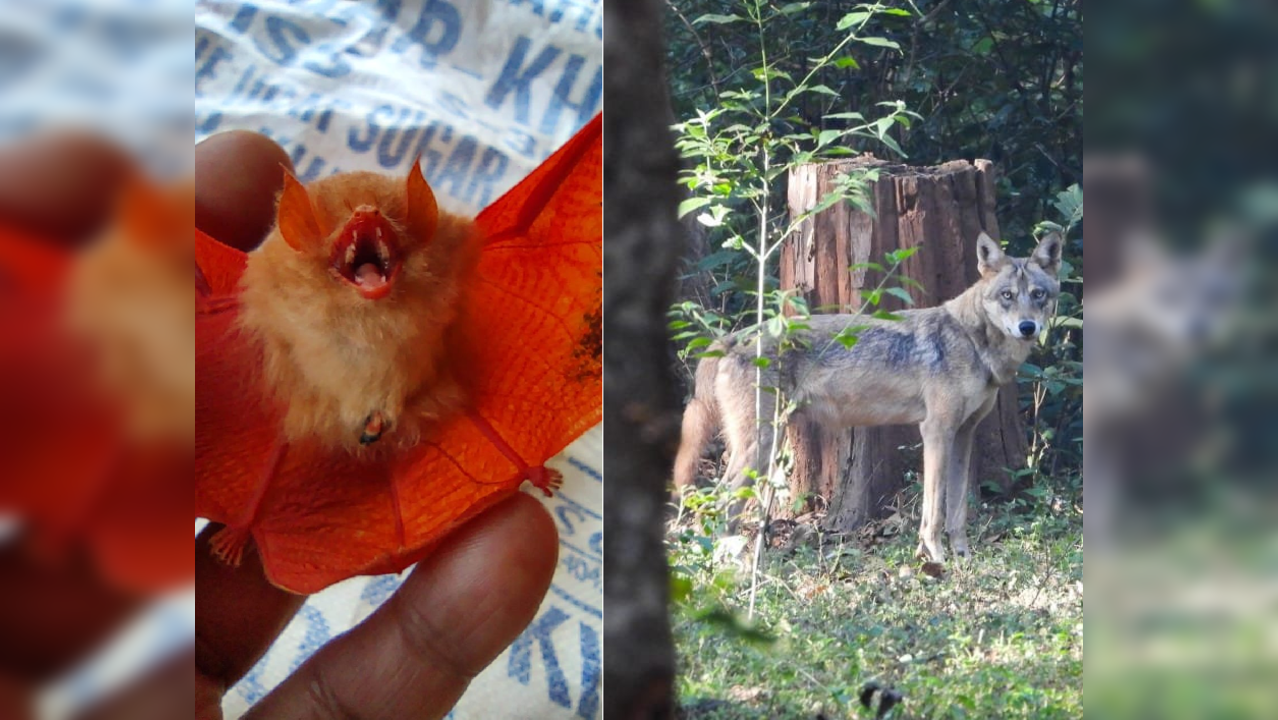 Rare Orange bat and Indian Wolf