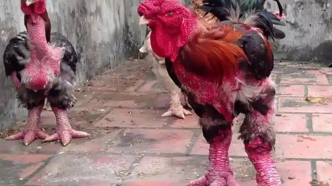 The Dong Tao chicken, also known as the 'dragon chicken', is a Vietnamese Lunar New Year delicacy with legs as thick as a brick | Picture: Twitter