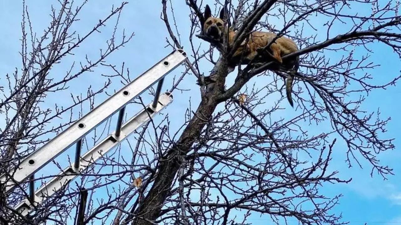 Crews attempt to rescue a dog stranded on top of a tree after a chasing a squirrel in Idaho, USA | Photo: Caldwell Fire Department/Facebook