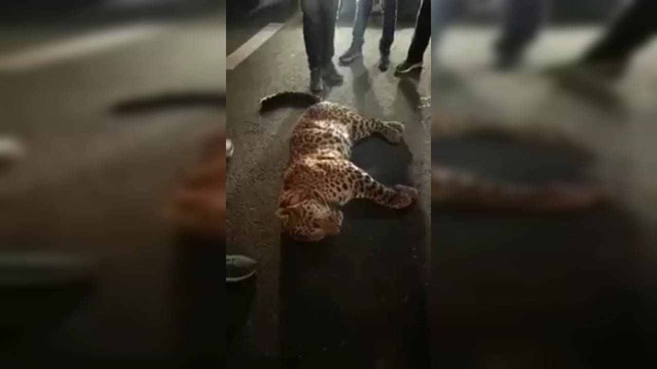 Leopard killed in car collision on Delhi Meerut Expressway