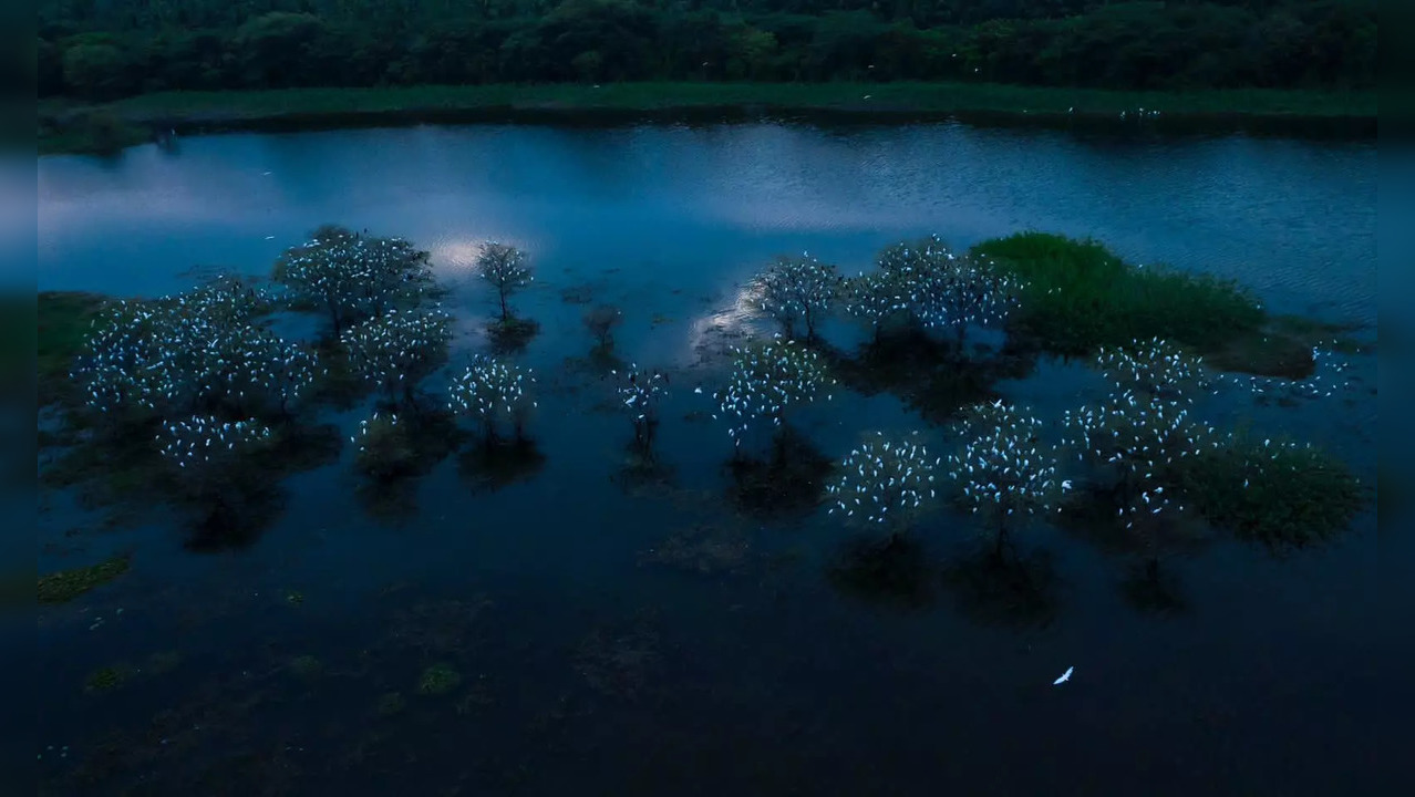 Egrets.