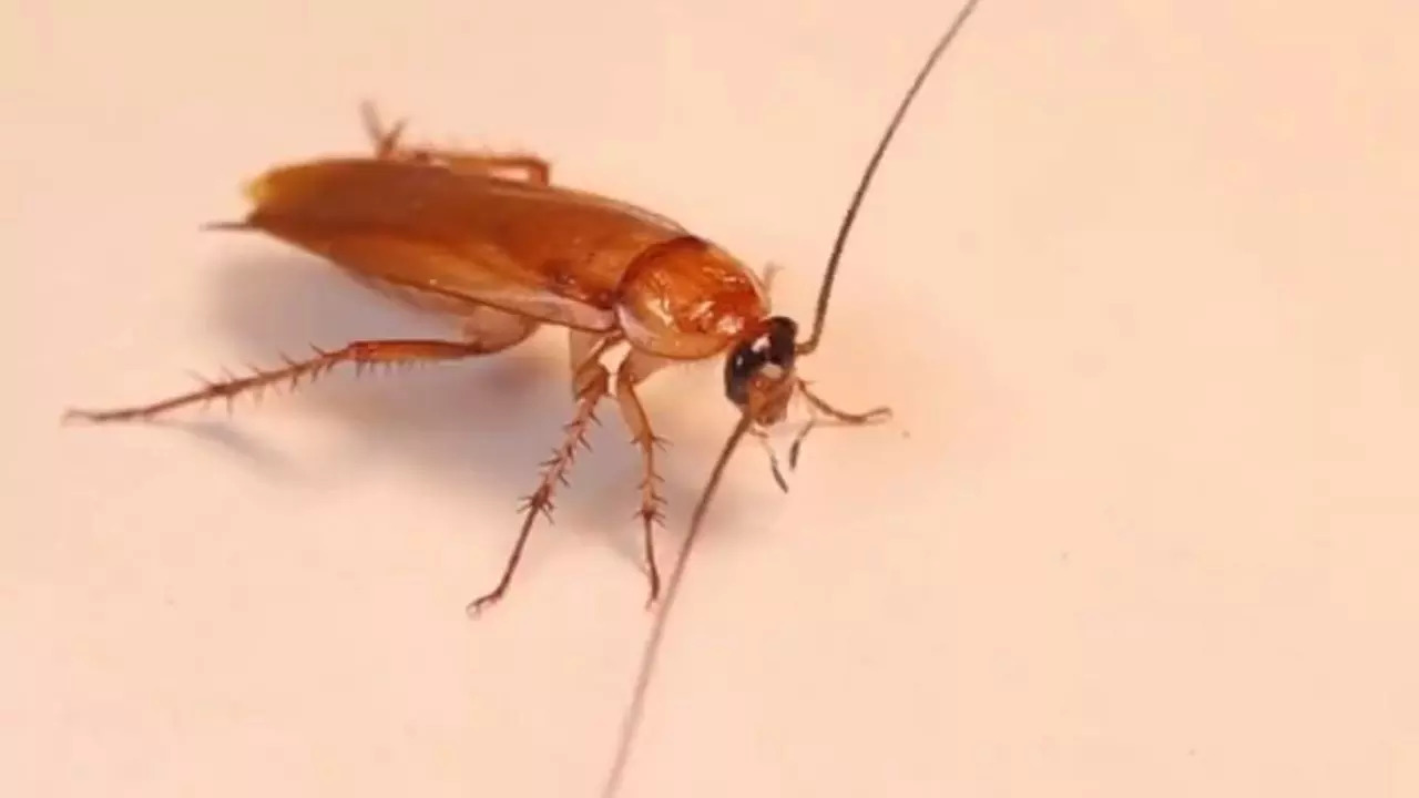 Donors can name cockroaches after their exes at the Toronto Zoo for Valentine's Day | Screengrab: @TZWConservancy/Twitter