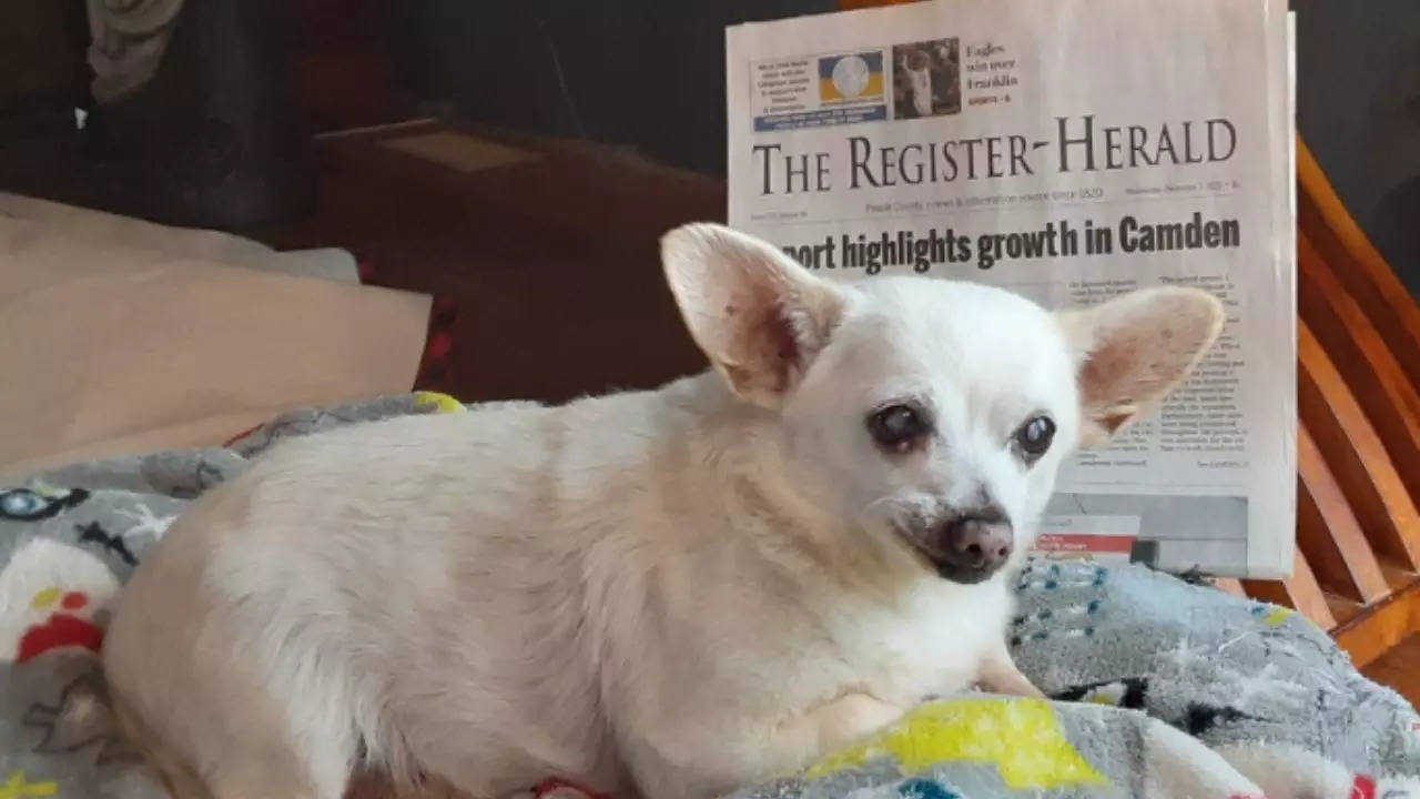 Spike, a 23-year-old Chihuahua mix from Ohio, has been named the world's oldest living dog | Picture courtesy of Guinness World Records