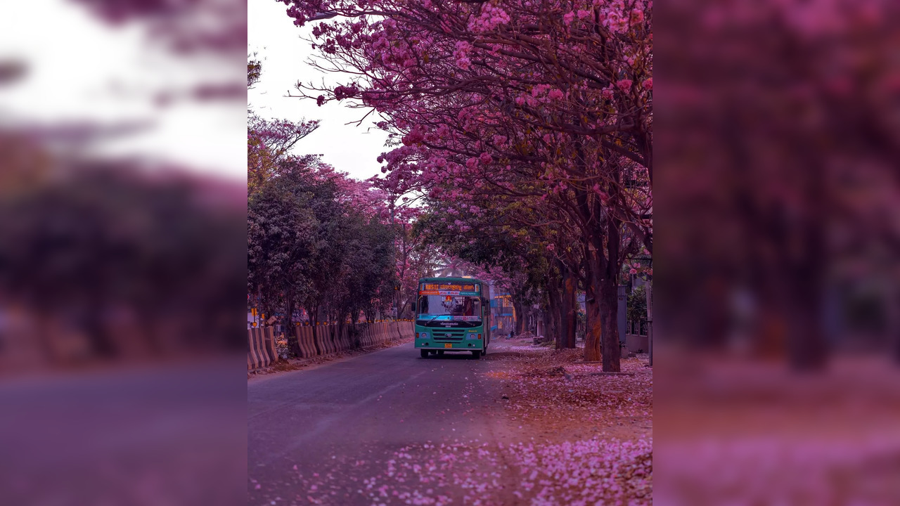 Pink flowers - Bengaluru - KarnatakaTourism.