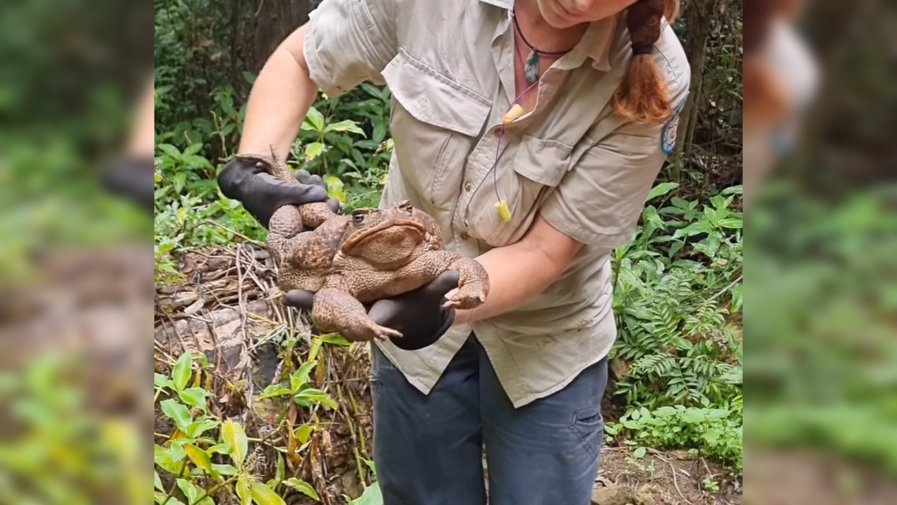 Cane toad found in Australia named 'Toadzilla' for its weight and giant ...